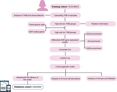 Prognostic analysis of patients with breast cancer based on tumor mutational burden and DNA damage repair genes